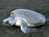 Sea turtles nesting at Playa Ostional - video 3A