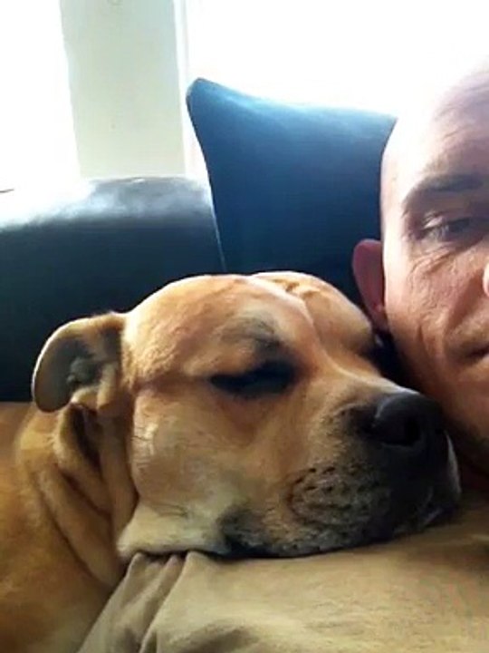 My bull staff mix dreaming:) Sombi DOG