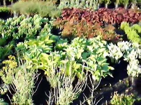 Short Hills Nursery 07078 NJ Trees and Shrubs