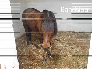 Les chevaux au club...