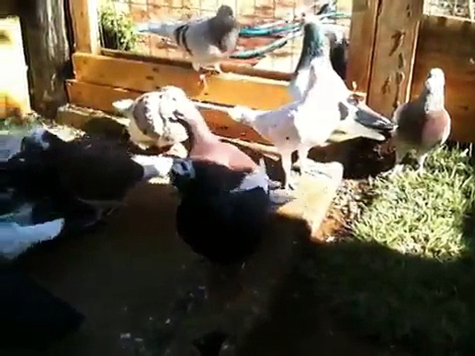 Pombos Linhagem Antiga / Pombos Narigudos / Pombos Biquinhos / PCN / POMBAL GIRUS