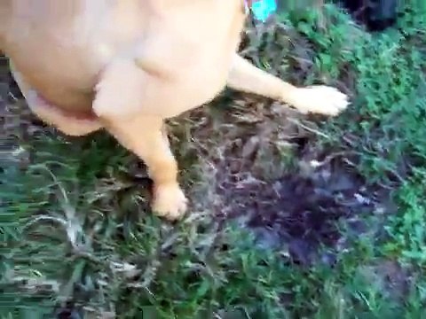 Dog Agression Dogtra E-collar/Pager Collar