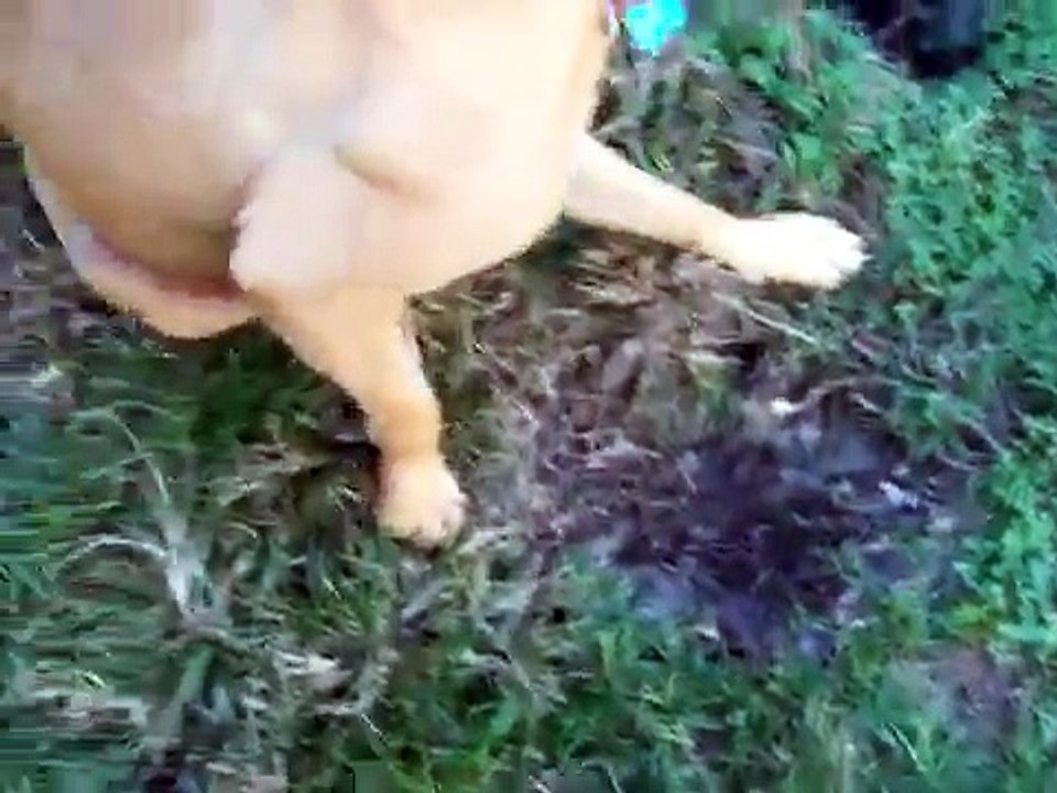 Dog Agression Dogtra E-collar/Pager Collar