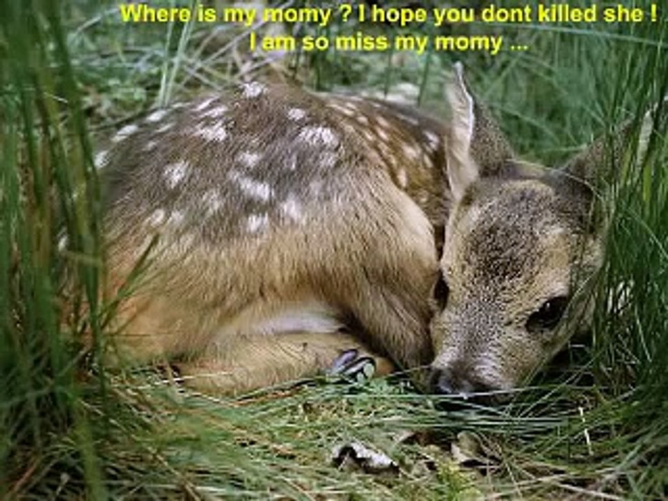 HELP ANIMALS AND CHILDREN