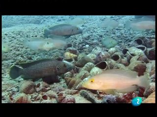 Documental en Español: "La Fuerza de la Vida - Ciclidos del Valle de Rift"