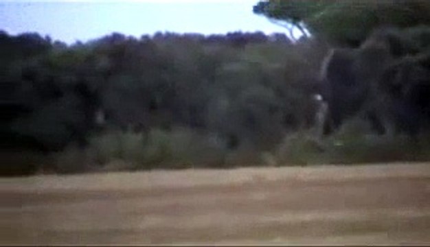 Falco pellegrino, (femmina) su maschio di fagiano 2