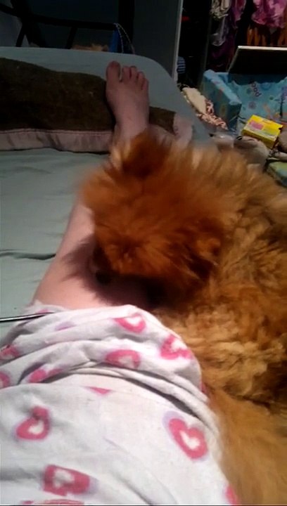 My Feral Dog Humping My Leg, LOL