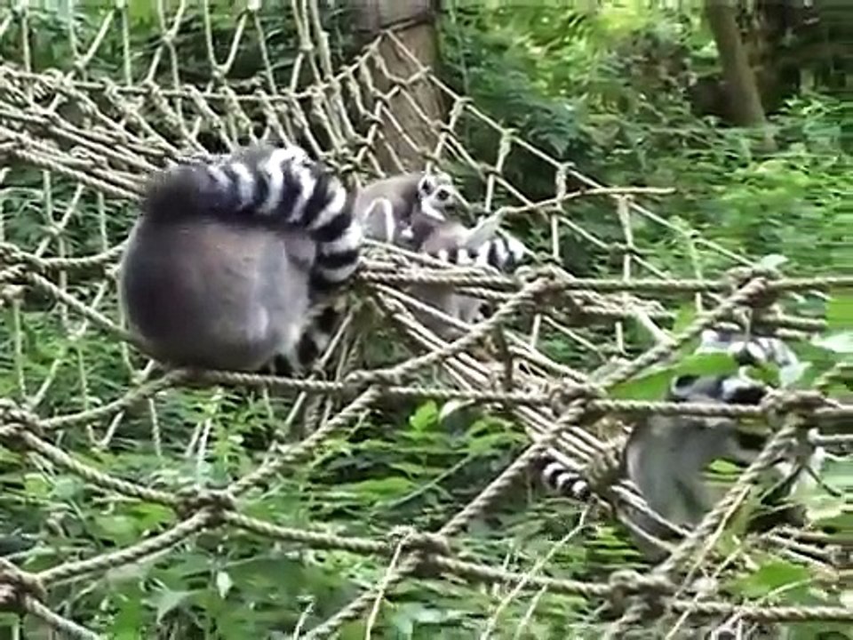 Monkeys