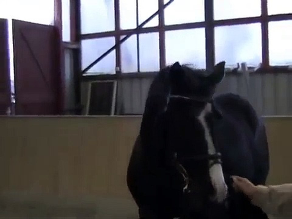Element Horse Pirelli