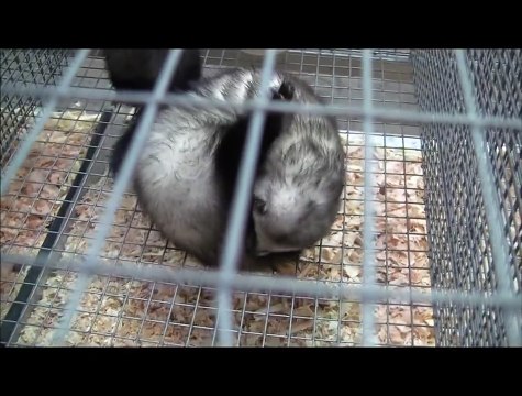 Мелкие хищники. Выставка Золотая осень-2011