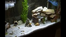 Cichlids Aquarium with Demasoni Fry