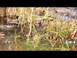 Momma Alligator with Babies and more wild Texas Alligators