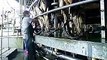 Milking Cows on a Rotary Dairy Farm in Australia