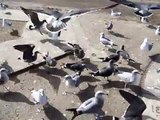 Attacking Sea Birds!