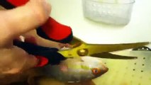 Como limpiar pescado