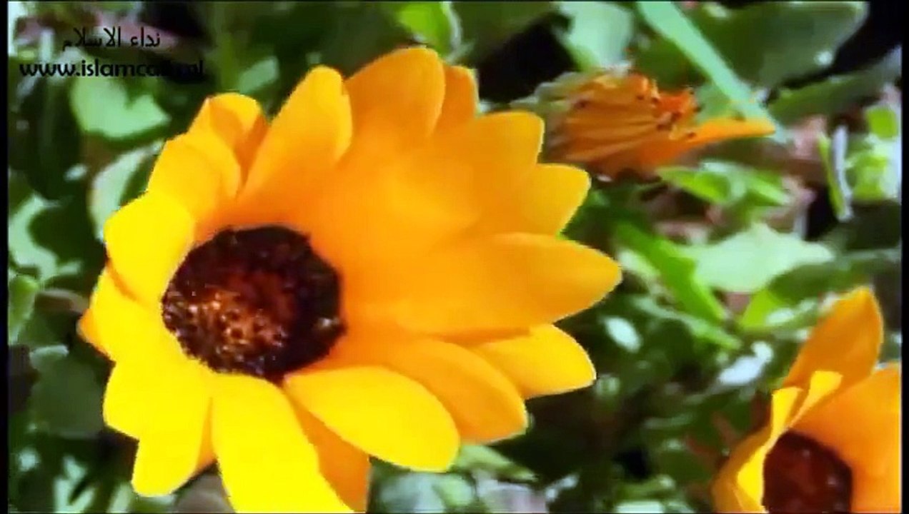 توبہ پر اللہ کی رحمت۔ مولانا طارق جمیل صاحب
