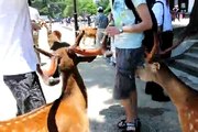 Deers in Nara