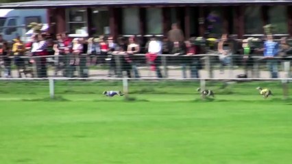 Italian Greyhound Racing - Kuninkuusjuoksut 19.09.2009