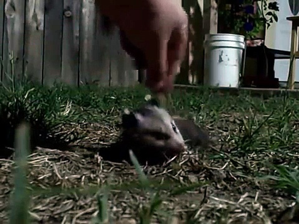 BABY POSSUM PLAYING DEAD video Dailymotion