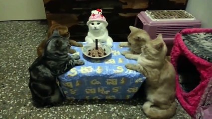 Gatos Feliz cumpleaños