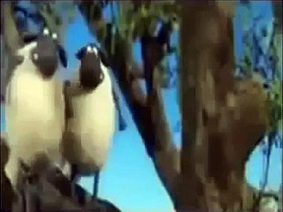 خروف شون ذا شيب الحلقة 9 ـ انقاذ الشجرة