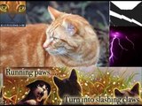 Warrior cats - I can walk on water - Basshunter