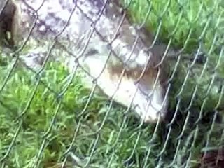 COCODRILO EN EL PARQUE CACHAMAY EN PTO ORDAZ