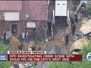 500 pound pig found in basement