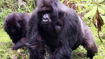 The Global Trip: Silverback Gorilla Encounter
