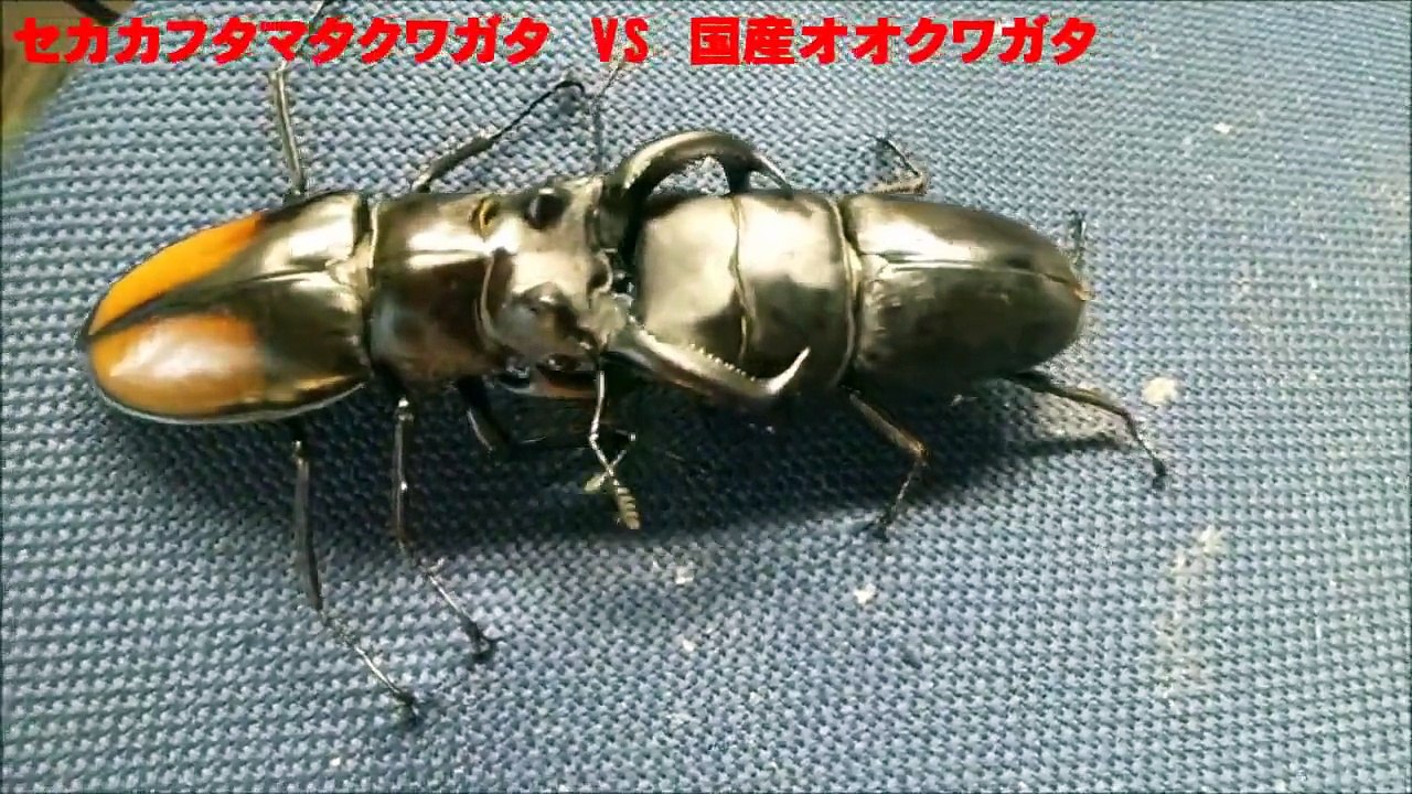 国産オオクワガタ　VS　セアカフタマタクワガタ