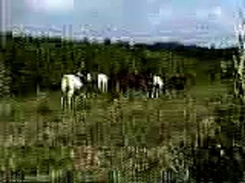 Abaco Wild Horses Fight for Dominance