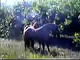 Abaco Wild Horse Stallions Spar