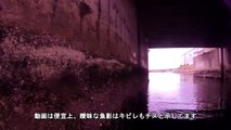 岸和田貯木場の釣り　南水門　凄いチヌ！　水中映像