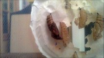 Painted Lady butterfly emerging from cocoon