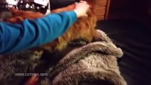 Maine Coon Video - Maine Coon Mia Loves Mommy