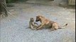 Monkey Teasing Dog - Fantabulous Video
