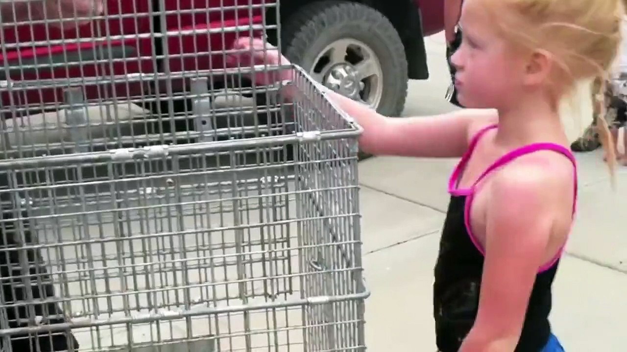 Swimming Badger vs Human