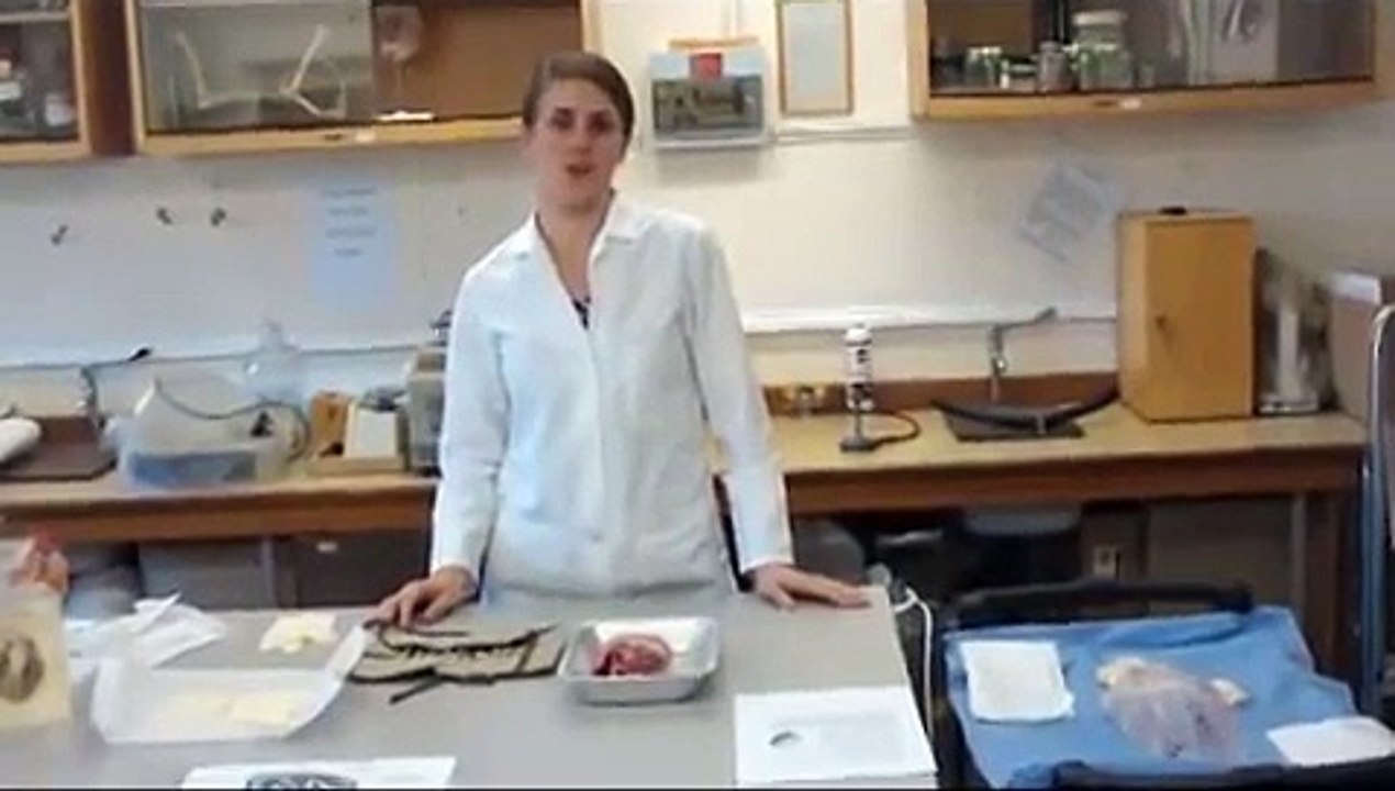 Pig Heart Dissection