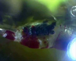 Crystal Red Shrimp 004 - Pregnant