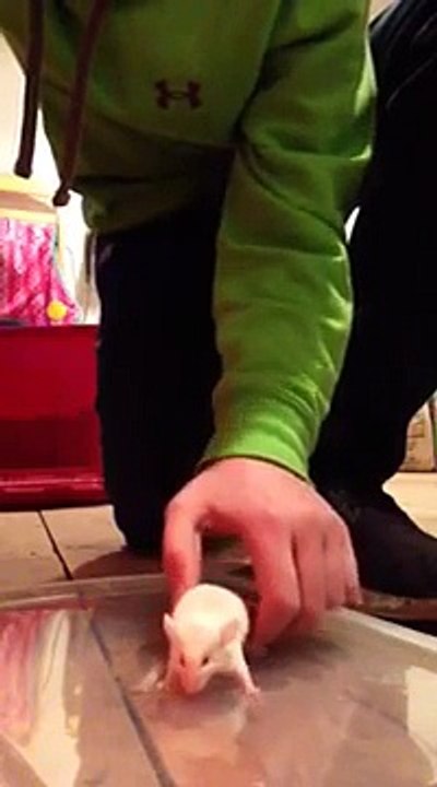 How To Euthanize A Mouse/Rat