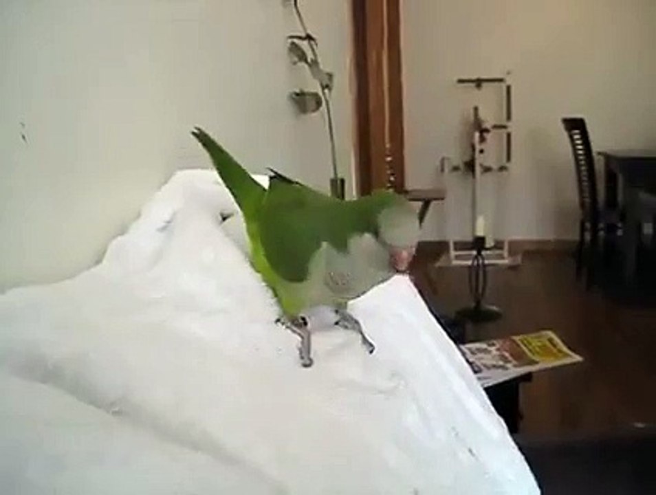 We love Fridays! And this parrot as well...HD Video
