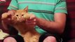 Cat Dancing Dubstep (Skrillex - Cinema) [Funny] [Cat Dancing Dubstep (Skrillex - Cinema) [FUNNY]]