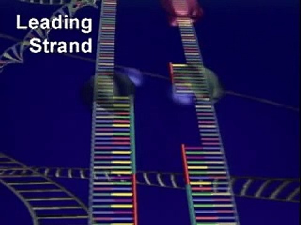 DNA REPLICATION