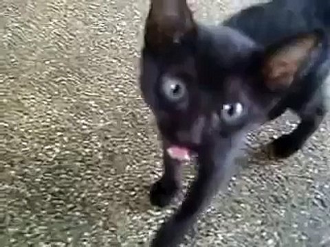 Flat Coated Retriever wants to play with cats