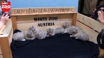 Gleich fünf weiße Tigerbabys geboren!