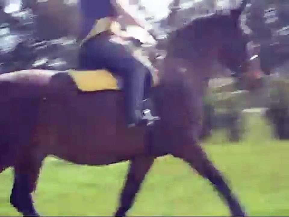 HUGE horse!! RIP big man
