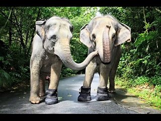 En Elefant Balanserade