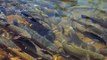 fish farming set of photo, images & picture