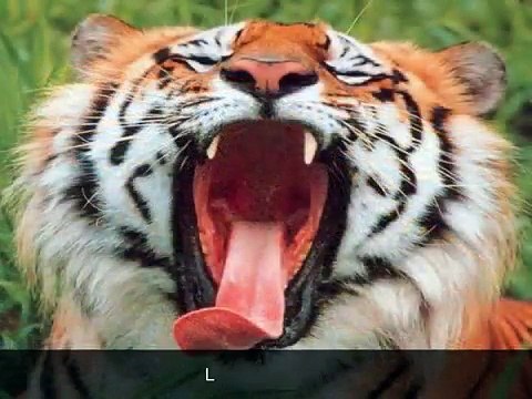 El Top 28 de los Animales en Extincion y Extintos
