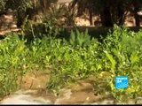 مصر| واحة سيوة وخطر نفاذ مياهها